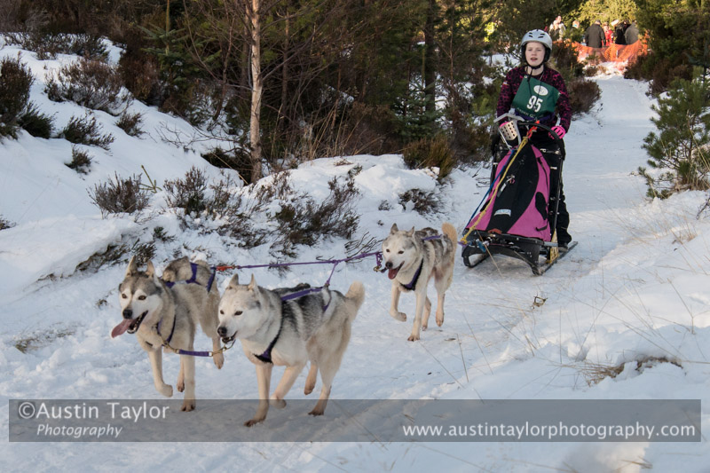 Class E Racing Team in the 30th Siberian Husky Club of GB Arden Grange Aviemore Sled Dog Rally 2013