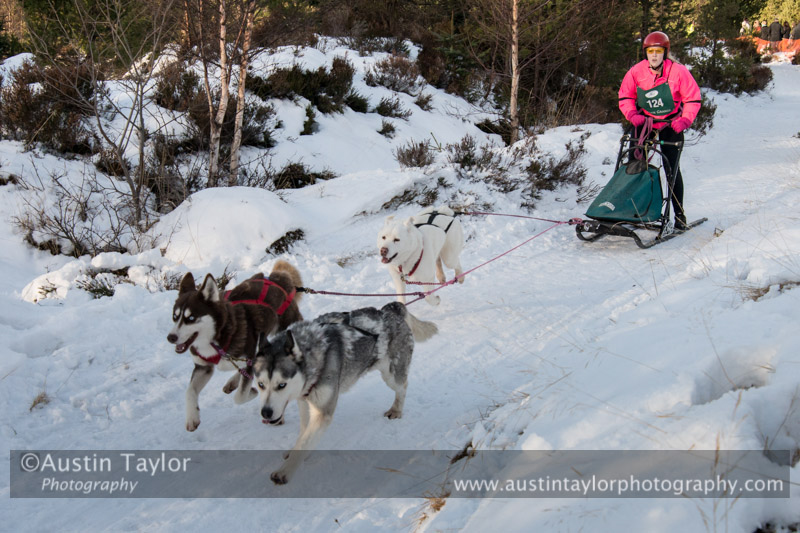 Class E Racing Team in the 30th Siberian Husky Club of GB Arden Grange Aviemore Sled Dog Rally 2013