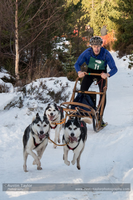 Class E Racing Team in the 30th Siberian Husky Club of GB Arden Grange Aviemore Sled Dog Rally 2013