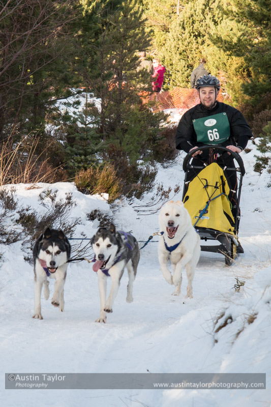 Class E Racing Team in the 30th Siberian Husky Club of GB Arden Grange Aviemore Sled Dog Rally 2013