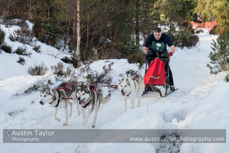 Class E Racing Team in the 30th Siberian Husky Club of GB Arden Grange Aviemore Sled Dog Rally 2013
