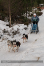 Class E Racing Team in the 30th Siberian Husky Club of GB Arden Grange Aviemore Sled Dog Rally 2013