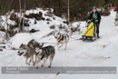 Class E Racing Team in the 30th Siberian Husky Club of GB Arden Grange Aviemore Sled Dog Rally 2013
