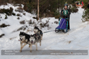 Class E Racing Team in the 30th Siberian Husky Club of GB Arden Grange Aviemore Sled Dog Rally 2013