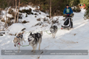 Class E Racing Team in the 30th Siberian Husky Club of GB Arden Grange Aviemore Sled Dog Rally 2013
