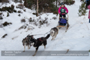 Class E Racing Team in the 30th Siberian Husky Club of GB Arden Grange Aviemore Sled Dog Rally 2013