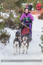 Class E Racing Team in the 30th Siberian Husky Club of GB Arden Grange Aviemore Sled Dog Rally 2013