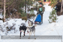 Class E Racing Team in the 30th Siberian Husky Club of GB Arden Grange Aviemore Sled Dog Rally 2013