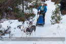 Class E Racing Team in the 30th Siberian Husky Club of GB Arden Grange Aviemore Sled Dog Rally 2013
