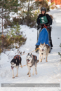Class E Racing Team in the 30th Siberian Husky Club of GB Arden Grange Aviemore Sled Dog Rally 2013