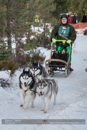 Class E Racing Team in the 30th Siberian Husky Club of GB Arden Grange Aviemore Sled Dog Rally 2013