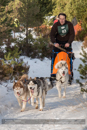 Class E Racing Team in the 30th Siberian Husky Club of GB Arden Grange Aviemore Sled Dog Rally 2013