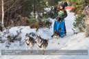 Class E Racing Team in the 30th Siberian Husky Club of GB Arden Grange Aviemore Sled Dog Rally 2013