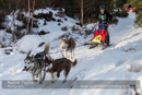 Class E Racing Team in the 30th Siberian Husky Club of GB Arden Grange Aviemore Sled Dog Rally 2013