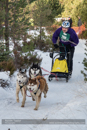 Class E Racing Team in the 30th Siberian Husky Club of GB Arden Grange Aviemore Sled Dog Rally 2013