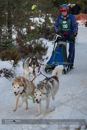 Class E Racing Team in the 30th Siberian Husky Club of GB Arden Grange Aviemore Sled Dog Rally 2013