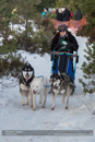 Class E Racing Team in the 30th Siberian Husky Club of GB Arden Grange Aviemore Sled Dog Rally 2013