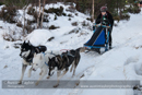 Class E Racing Team in the 30th Siberian Husky Club of GB Arden Grange Aviemore Sled Dog Rally 2013