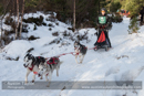 Class E Racing Team in the 30th Siberian Husky Club of GB Arden Grange Aviemore Sled Dog Rally 2013