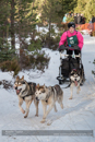 Class E Racing Team in the 30th Siberian Husky Club of GB Arden Grange Aviemore Sled Dog Rally 2013