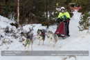 Class E Racing Team in the 30th Siberian Husky Club of GB Arden Grange Aviemore Sled Dog Rally 2013