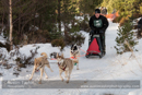 Class E Racing Team in the 30th Siberian Husky Club of GB Arden Grange Aviemore Sled Dog Rally 2013