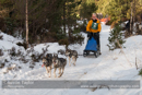 Class E Racing Team in the 30th Siberian Husky Club of GB Arden Grange Aviemore Sled Dog Rally 2013