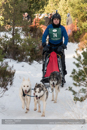 Class E Racing Team in the 30th Siberian Husky Club of GB Arden Grange Aviemore Sled Dog Rally 2013