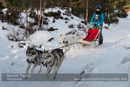 Class E Racing Team in the 30th Siberian Husky Club of GB Arden Grange Aviemore Sled Dog Rally 2013