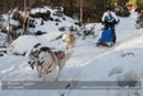 Class E Racing Team in the 30th Siberian Husky Club of GB Arden Grange Aviemore Sled Dog Rally 2013
