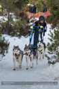 Class E Racing Team in the 30th Siberian Husky Club of GB Arden Grange Aviemore Sled Dog Rally 2013