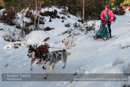 Class E Racing Team in the 30th Siberian Husky Club of GB Arden Grange Aviemore Sled Dog Rally 2013