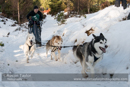 Class E dog sled racing team