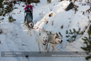 Class E Racing Team in the 30th Siberian Husky Club of GB Arden Grange Aviemore Sled Dog Rally 2013