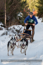Class E Racing Team in the 30th Siberian Husky Club of GB Arden Grange Aviemore Sled Dog Rally 2013