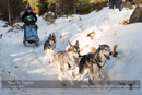 Class E Racing Team in the 30th Siberian Husky Club of GB Arden Grange Aviemore Sled Dog Rally 2013