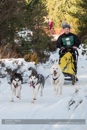 Class E Racing Team in the 30th Siberian Husky Club of GB Arden Grange Aviemore Sled Dog Rally 2013
