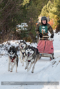 Class E Racing Team in the 30th Siberian Husky Club of GB Arden Grange Aviemore Sled Dog Rally 2013