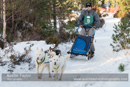 Class E Racing Team in the 30th Siberian Husky Club of GB Arden Grange Aviemore Sled Dog Rally 2013