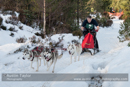 Class E Racing Team in the 30th Siberian Husky Club of GB Arden Grange Aviemore Sled Dog Rally 2013
