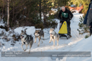Class E Racing Team in the 30th Siberian Husky Club of GB Arden Grange Aviemore Sled Dog Rally 2013