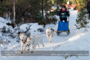 Class E Racing Team in the 30th Siberian Husky Club of GB Arden Grange Aviemore Sled Dog Rally 2013