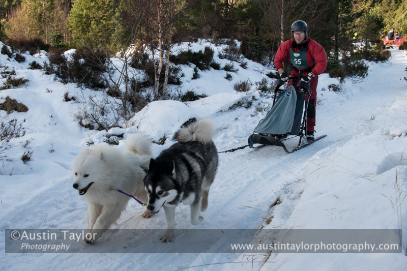 Class E2 Racing Team in the 30th Siberian Husky Club of GB Arden Grange Aviemore Sled Dog Rally 2013