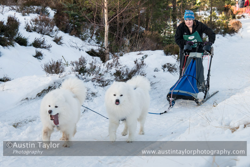 Class E2 Racing Team in the 30th Siberian Husky Club of GB Arden Grange Aviemore Sled Dog Rally 2013