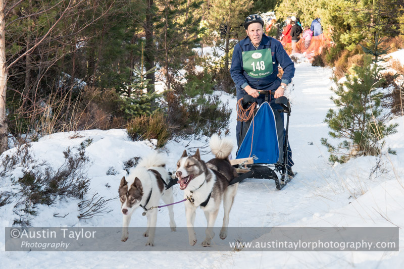 Class E2 Racing Team in the 30th Siberian Husky Club of GB Arden Grange Aviemore Sled Dog Rally 2013