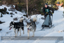 Class E2 Racing Team in the 30th Siberian Husky Club of GB Arden Grange Aviemore Sled Dog Rally 2013