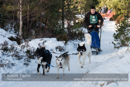 Class E2 Racing Team in the 30th Siberian Husky Club of GB Arden Grange Aviemore Sled Dog Rally 2013
