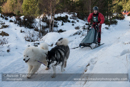 Class E2 Racing Team in the 30th Siberian Husky Club of GB Arden Grange Aviemore Sled Dog Rally 2013