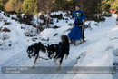 Class E2 Racing Team in the 30th Siberian Husky Club of GB Arden Grange Aviemore Sled Dog Rally 2013