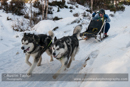 Class E2 dog sled racing team